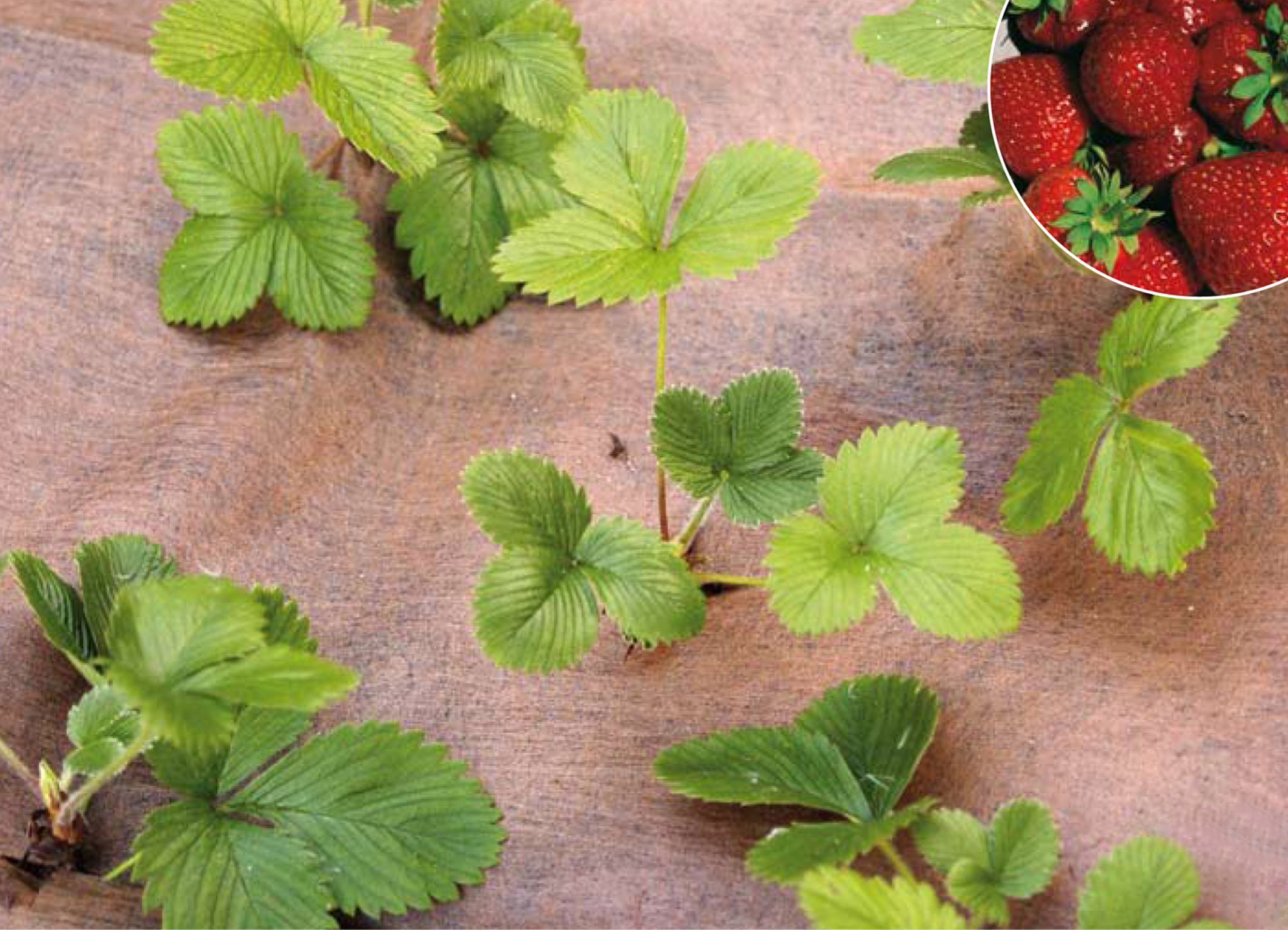 Plantex Erdbeermulchvlies 1 x 5 m